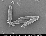 DYNAVIVE - Fins cristaux d'ARAGONITE d'une eau traitée avec SAT-Dynavive